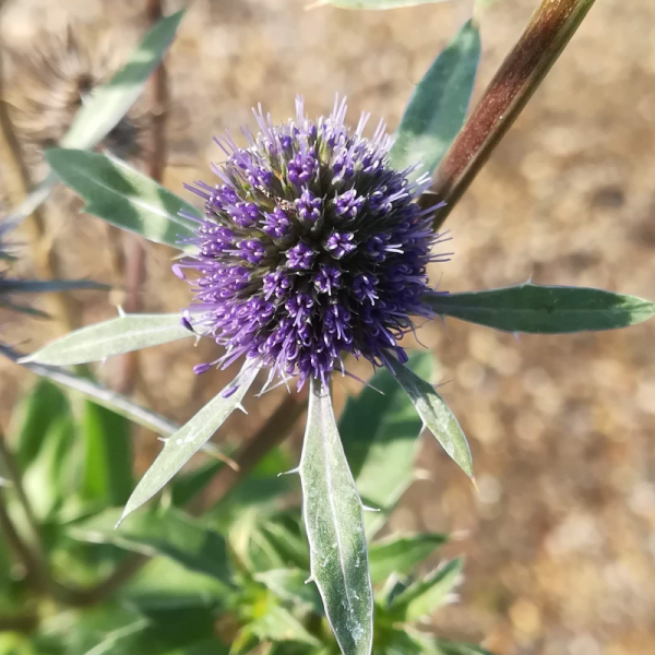 ERYNGIUM BOURGATII PICOS BLUE